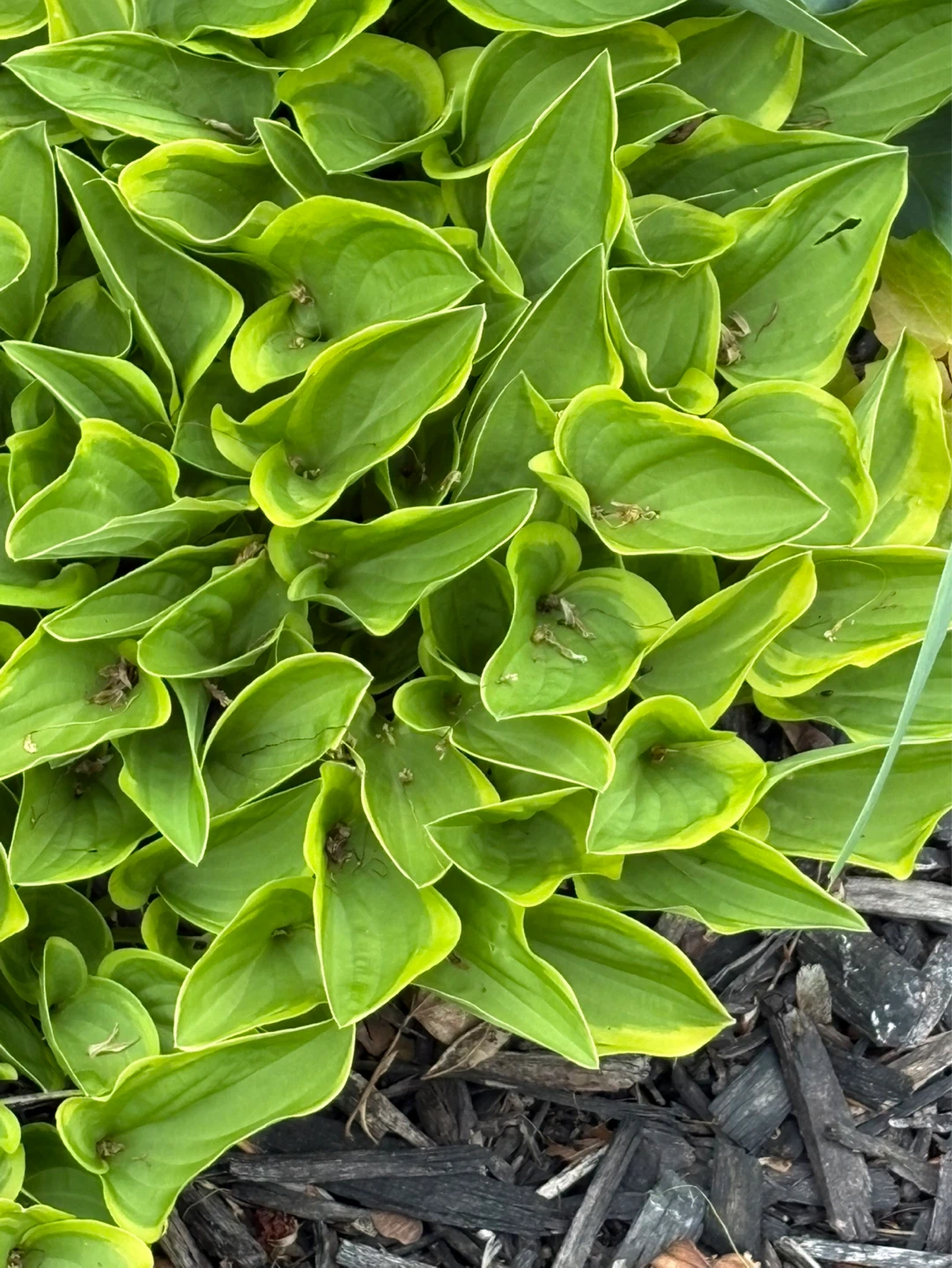 Variegated Hosta Plant