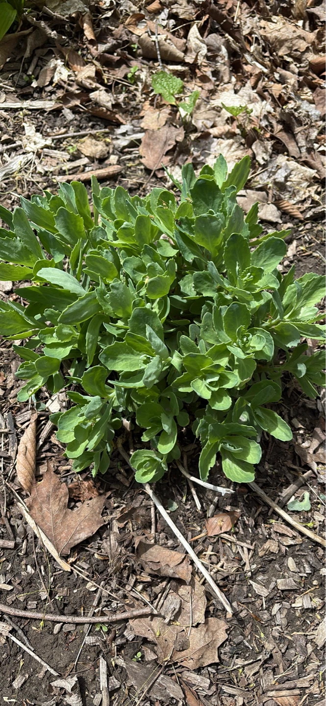 Green Sedum Plant