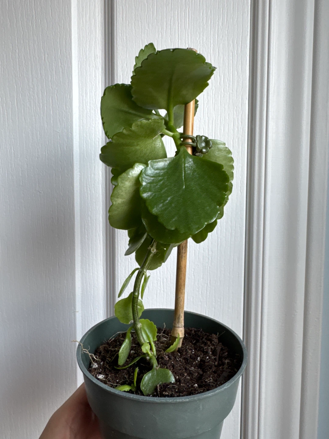 Healthy Kalanchoe Plant - photo 2