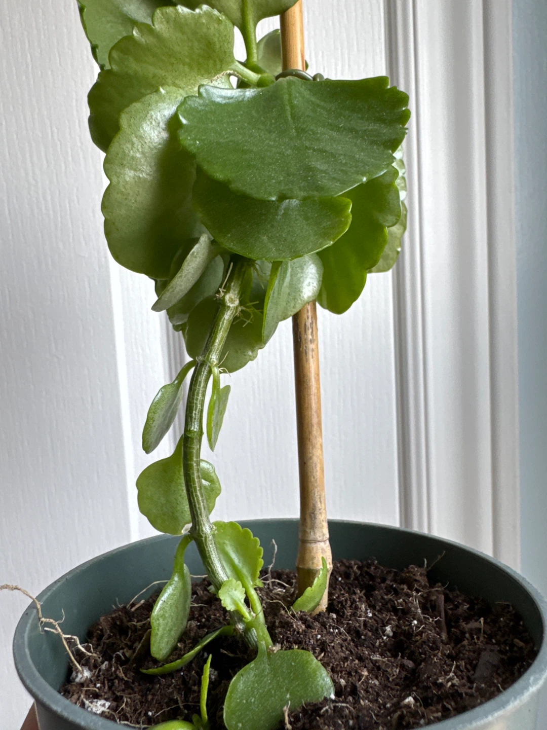 Healthy Kalanchoe Plant - photo 4