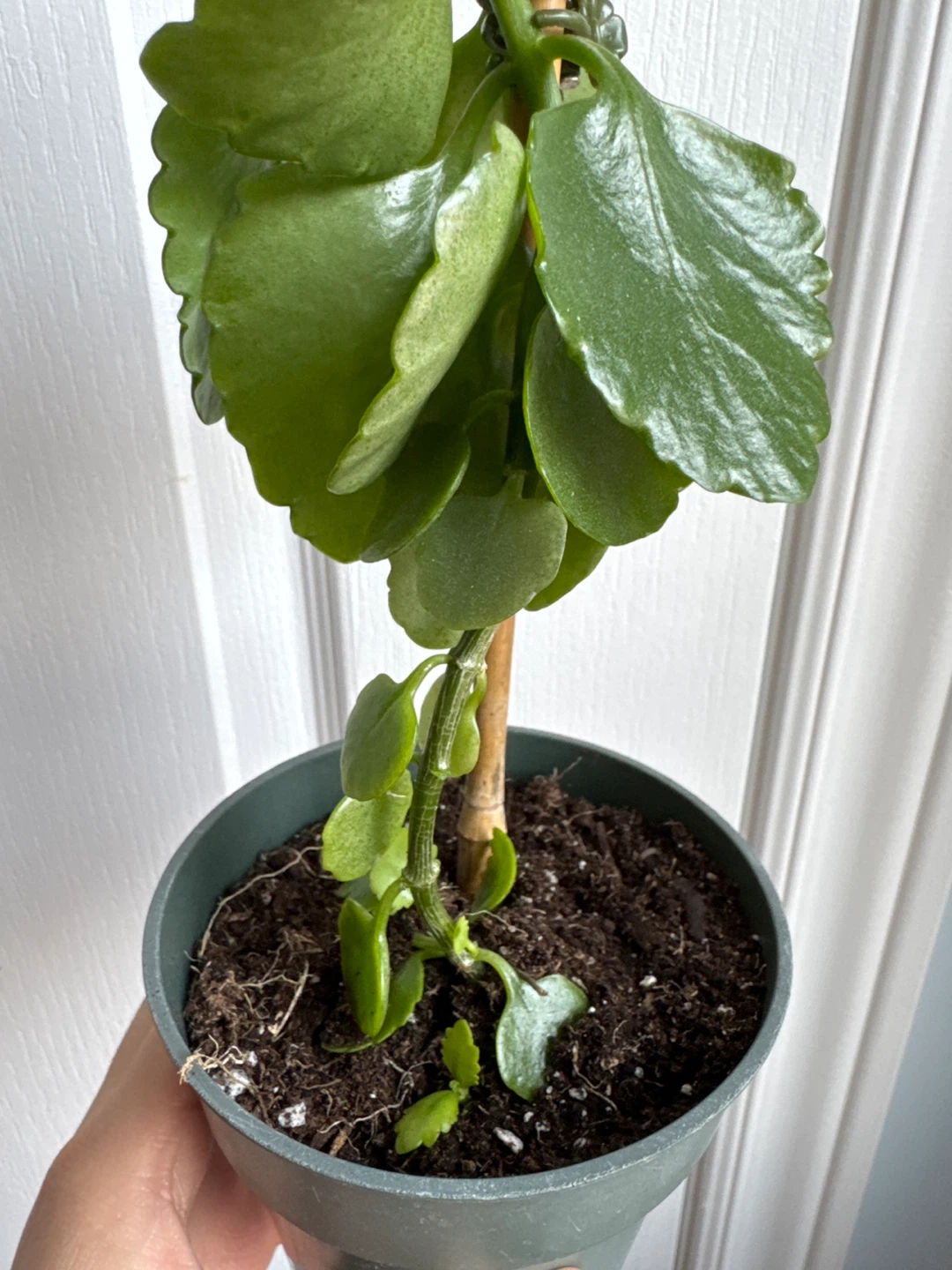 Healthy Kalanchoe Plant - photo 3