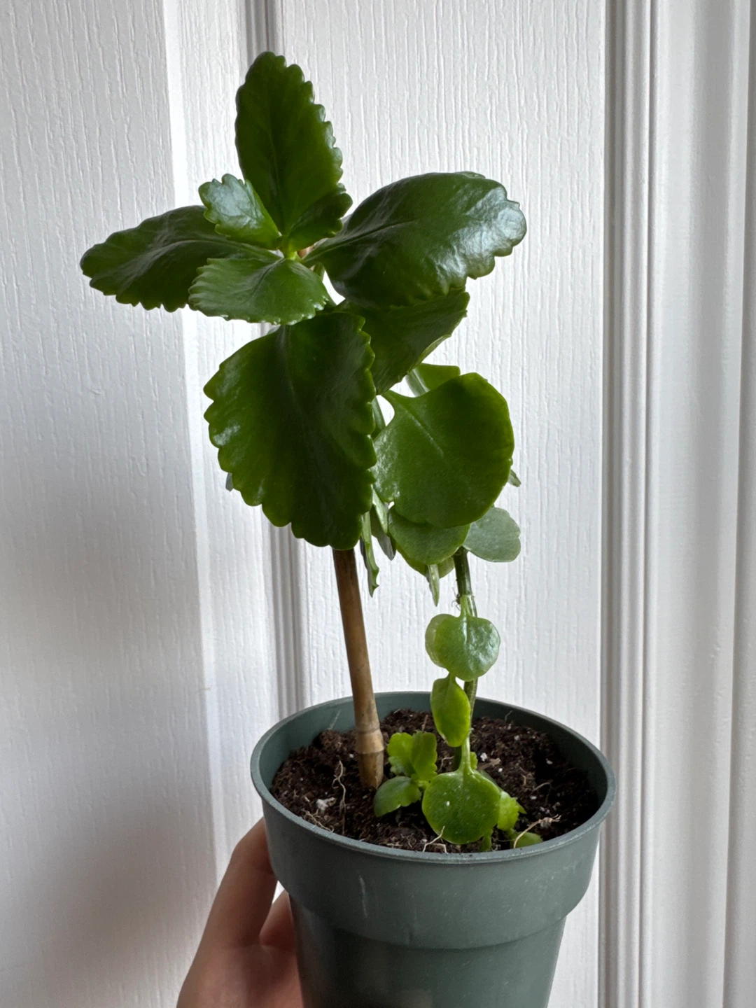 Healthy Kalanchoe Plant