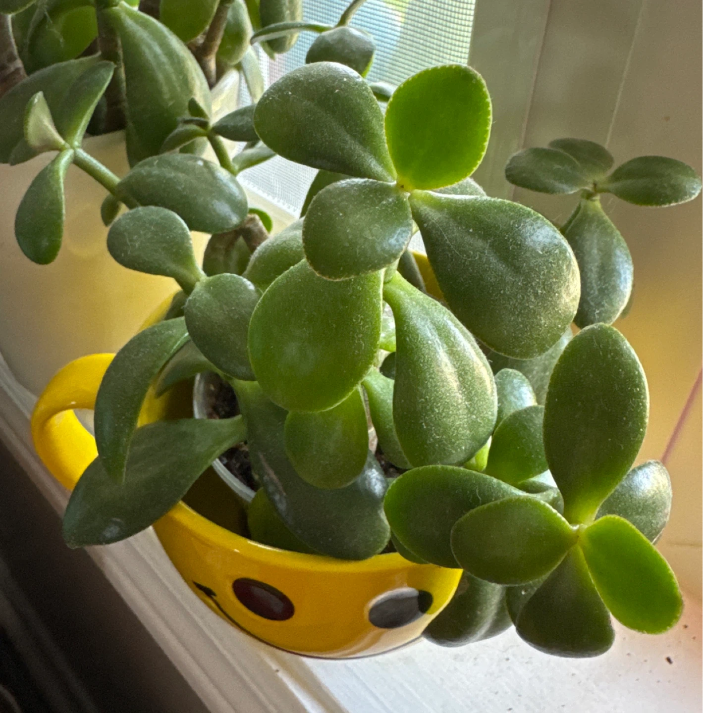 Jade Plant Cuttings for Propagation - photo 3