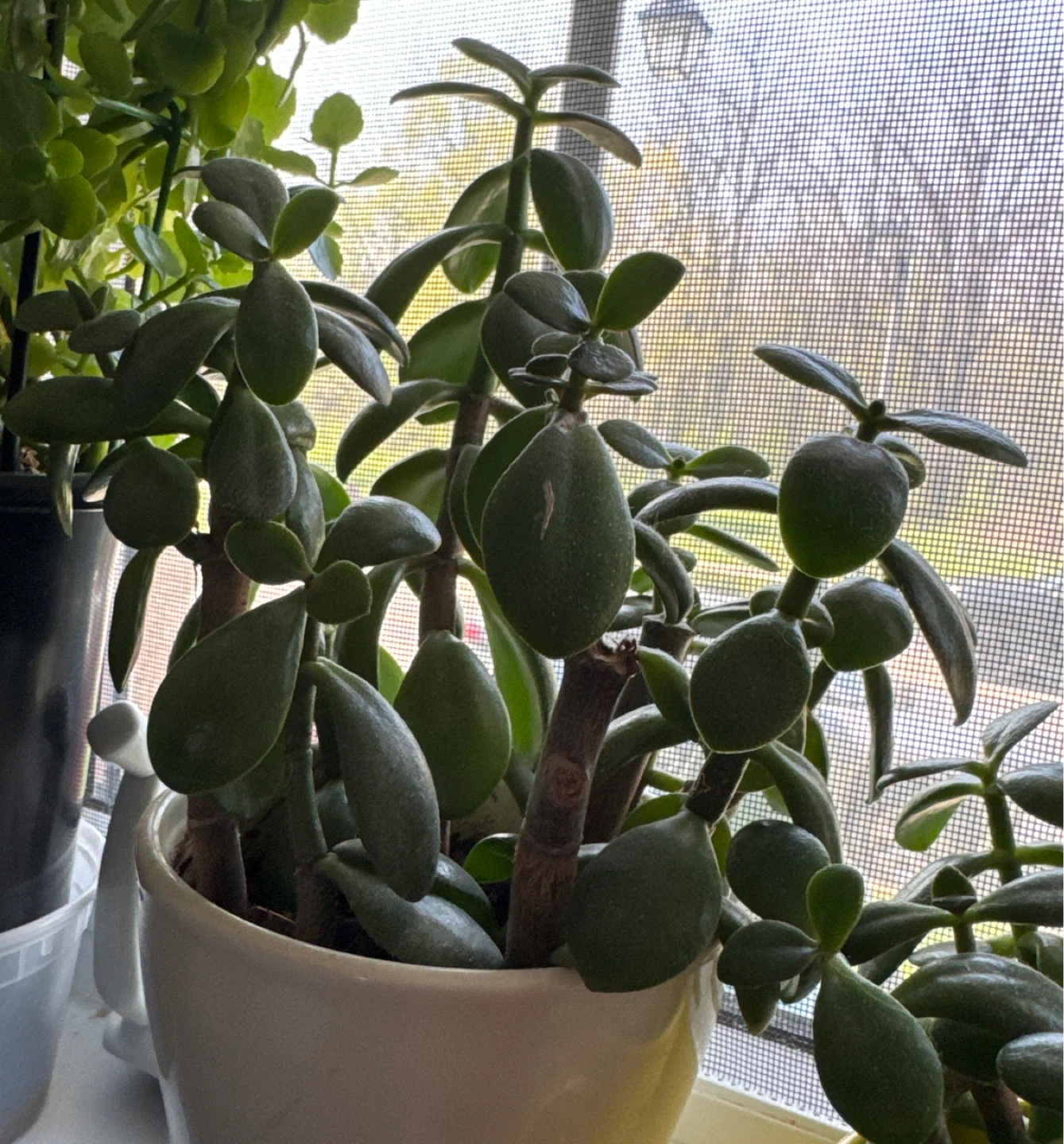 Jade Plant Cuttings for Propagation - photo 4