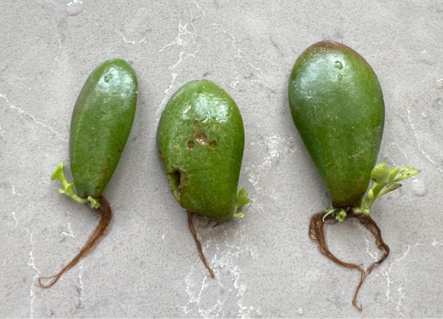 Jade Plant Cuttings for Propagation