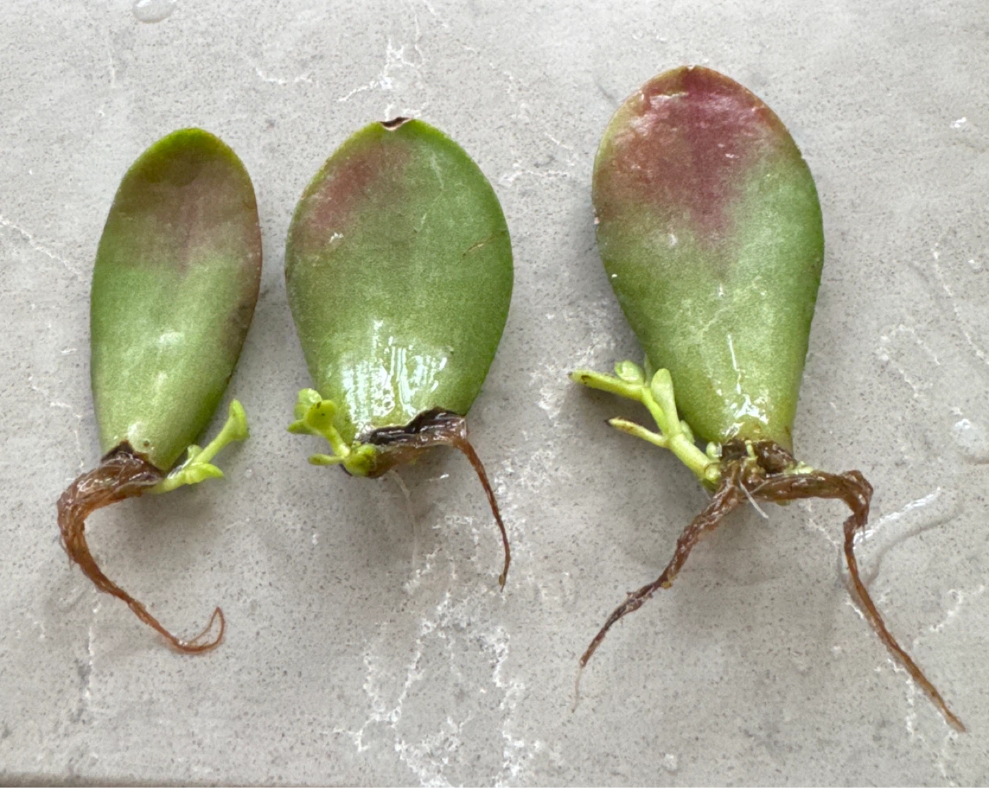Jade Plant Cuttings for Propagation - photo 2