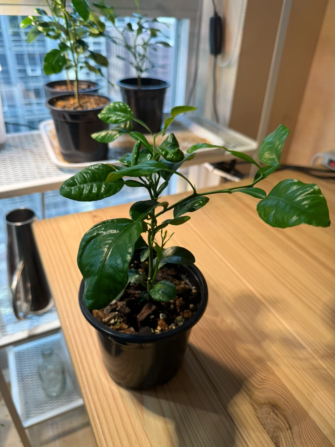 Kaffir lime plant 🪴 - photo 3