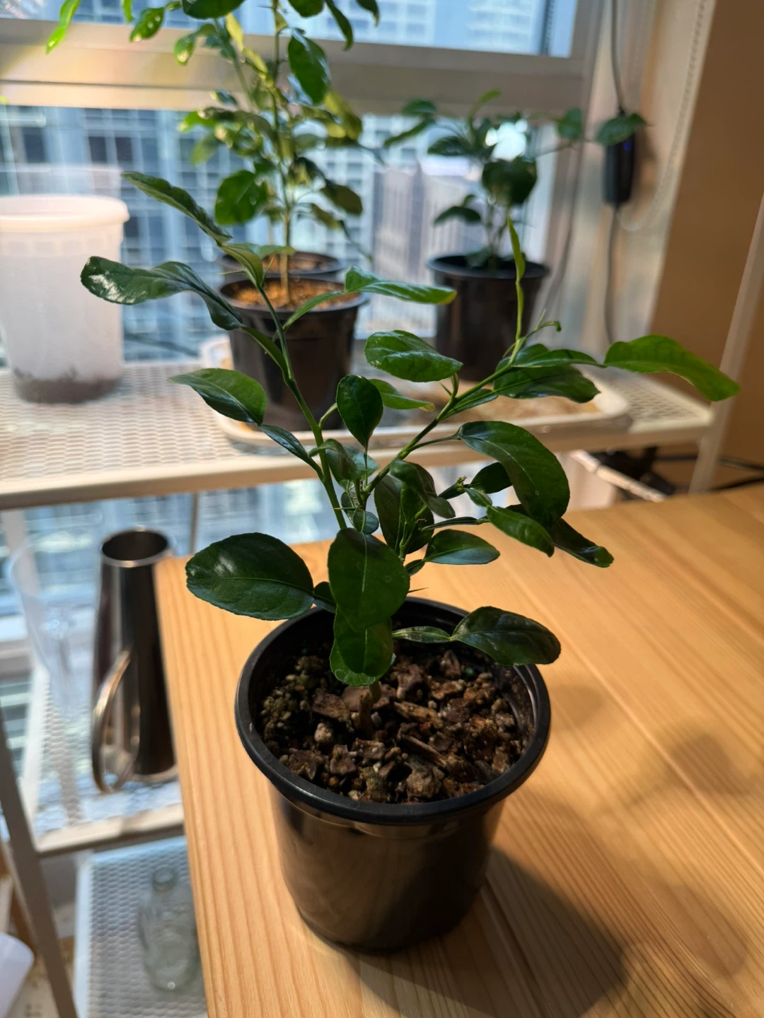 Kaffir lime plant 🪴 - photo 4
