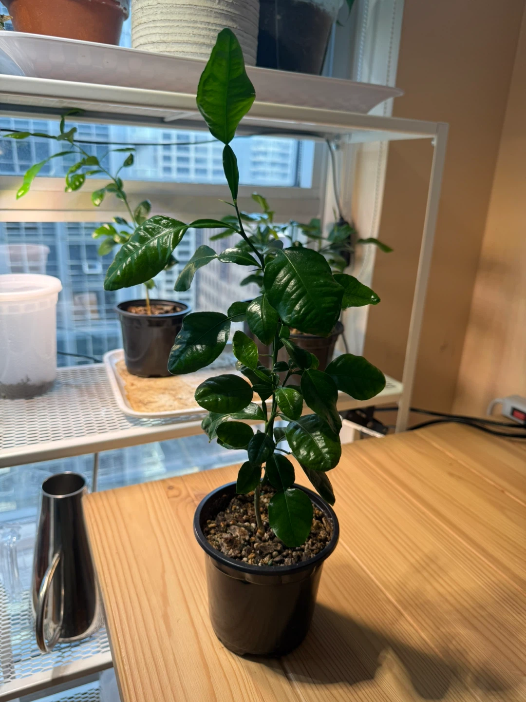 Kaffir lime plant 🪴 - photo 5