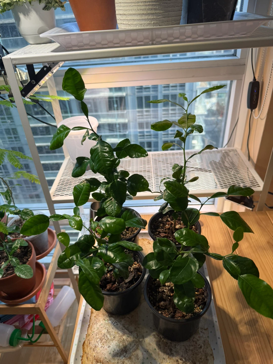 Kaffir lime plant 🪴 - photo 2
