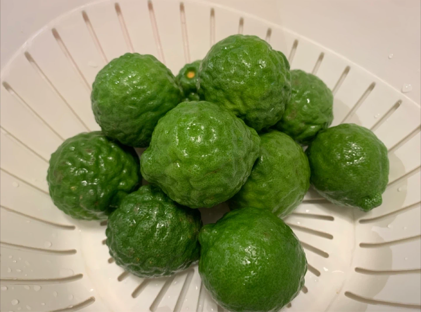 Kaffir lime plant 🪴