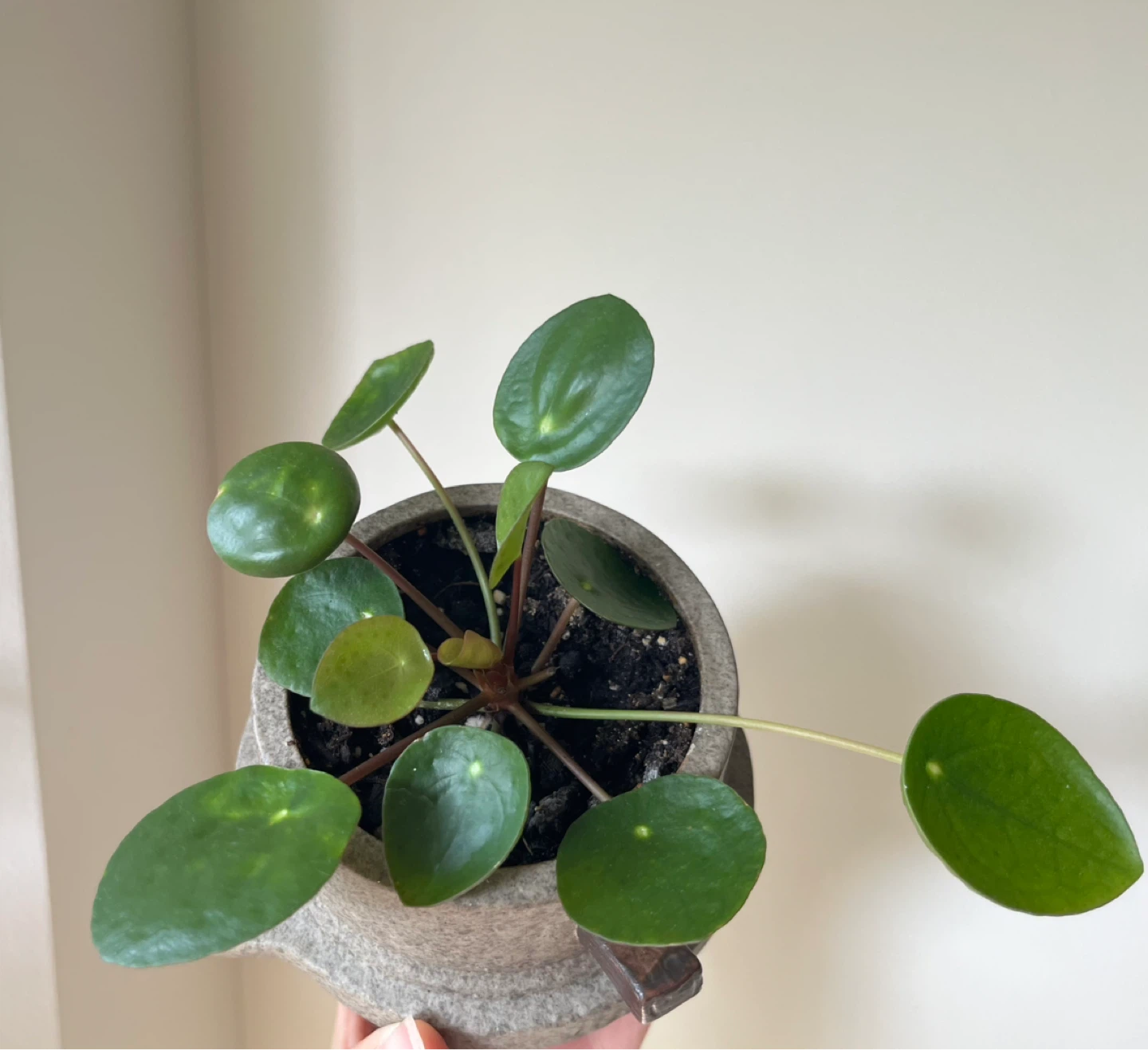 Pilea peperomioides Plant with pot