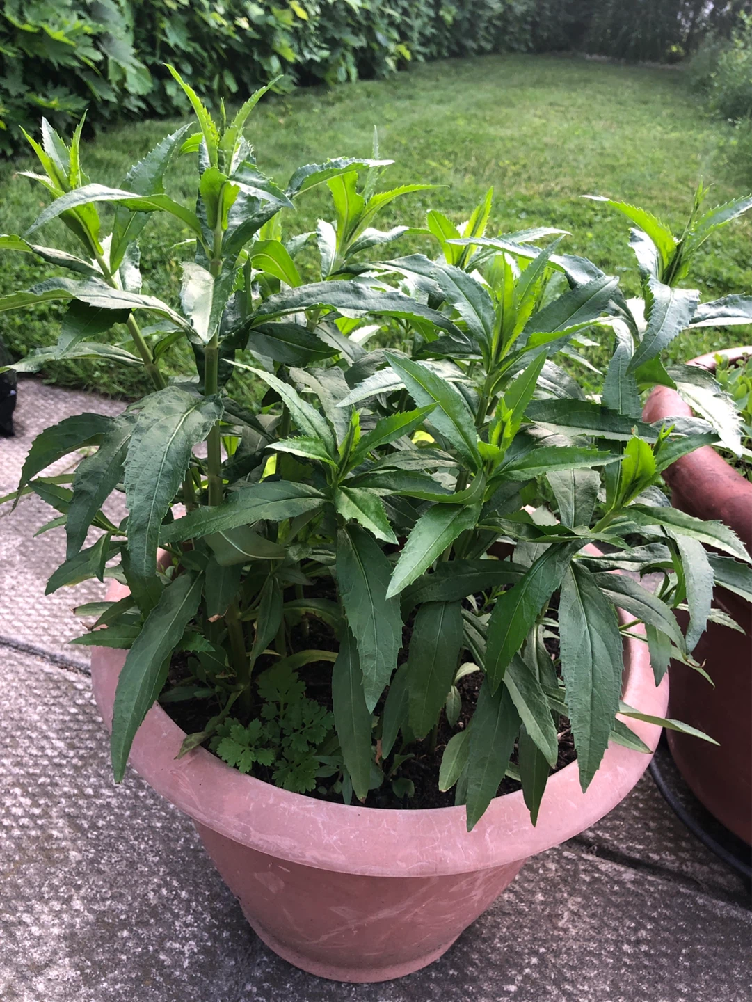 2 Perennials plants $5 - photo 4