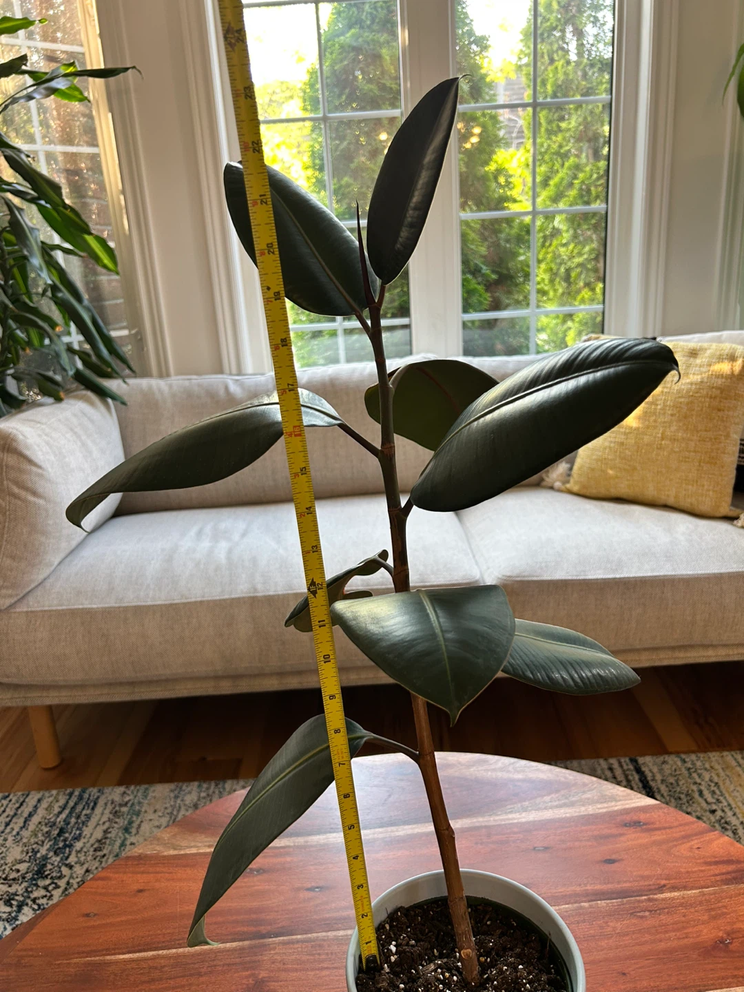 Rubber Plant (23 Inches in Height) - photo 5