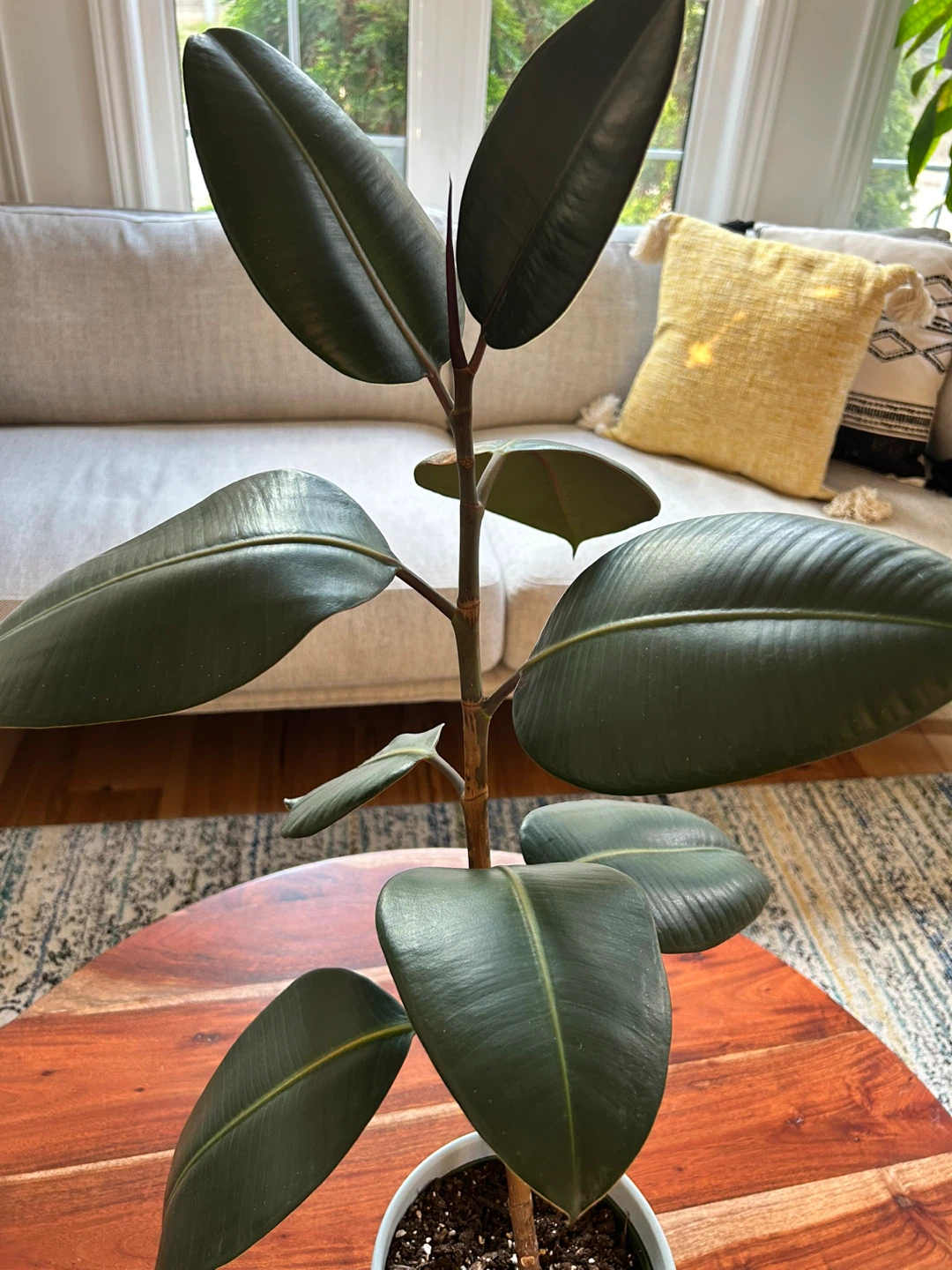 Rubber Plant (23 Inches in Height) - photo 3