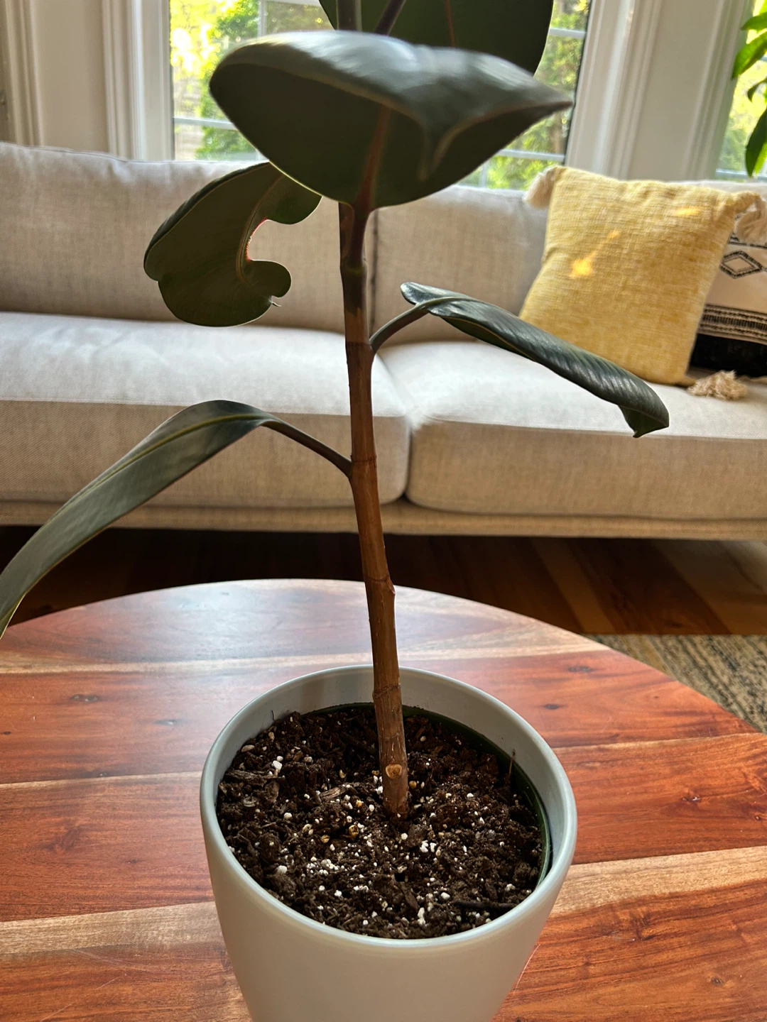 Rubber Plant (23 Inches in Height) - photo 4