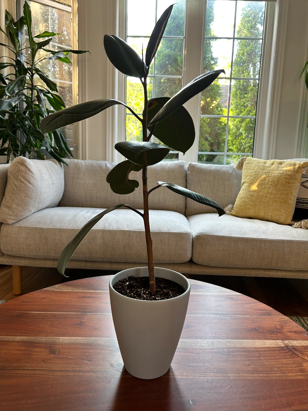 Rubber Plant (23 Inches in Height) - photo 2