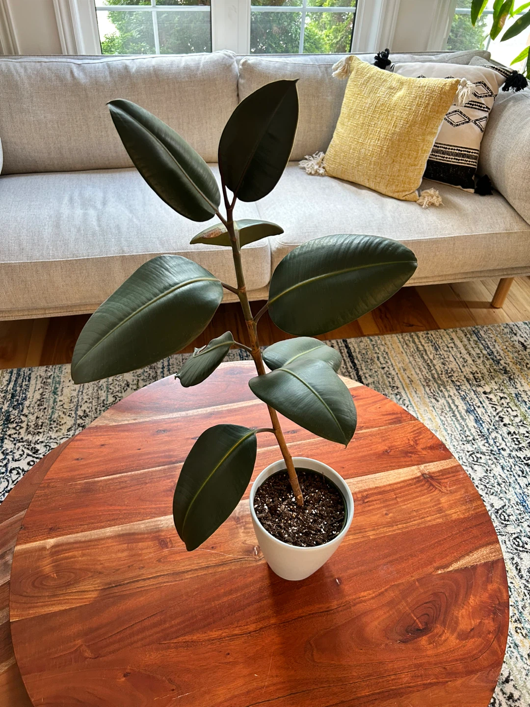 Rubber Plant (23 Inches in Height)