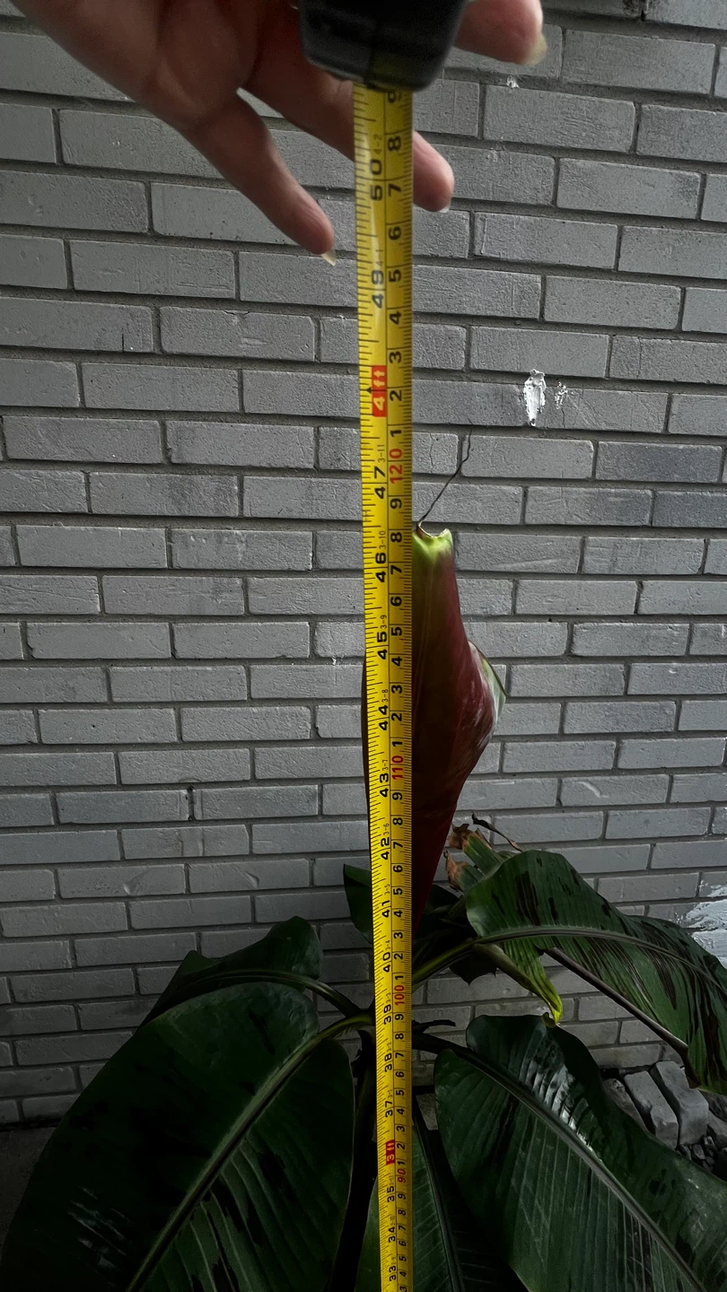 Banana Plant - photo 3