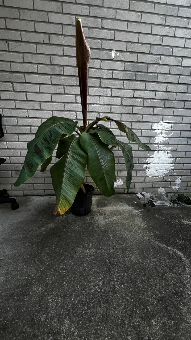 Banana Plant