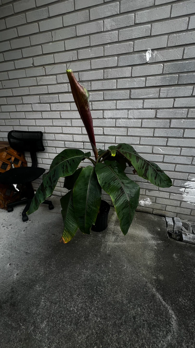 Banana Plant - photo 5