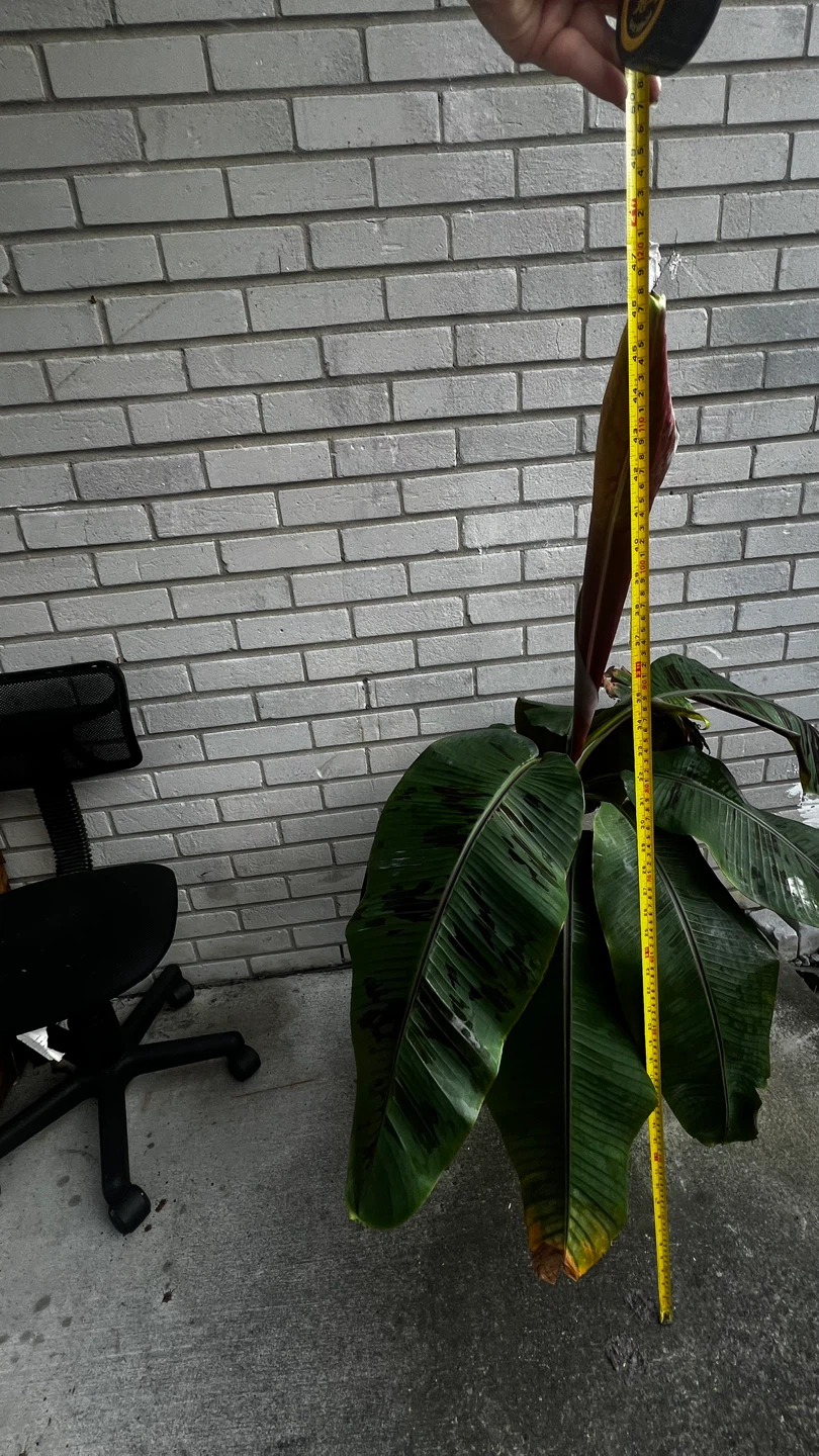 Banana Plant - photo 4