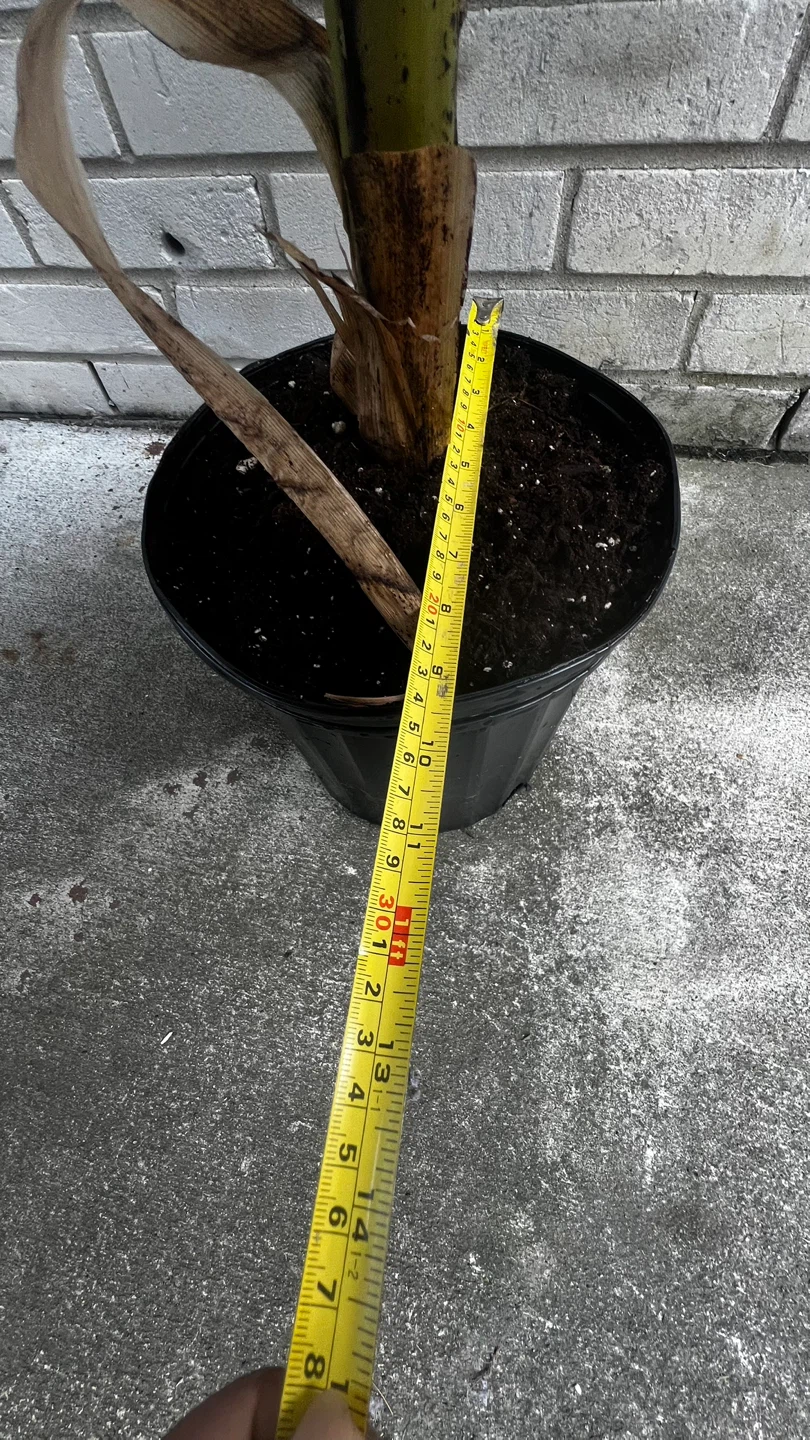 Banana Plant - photo 2