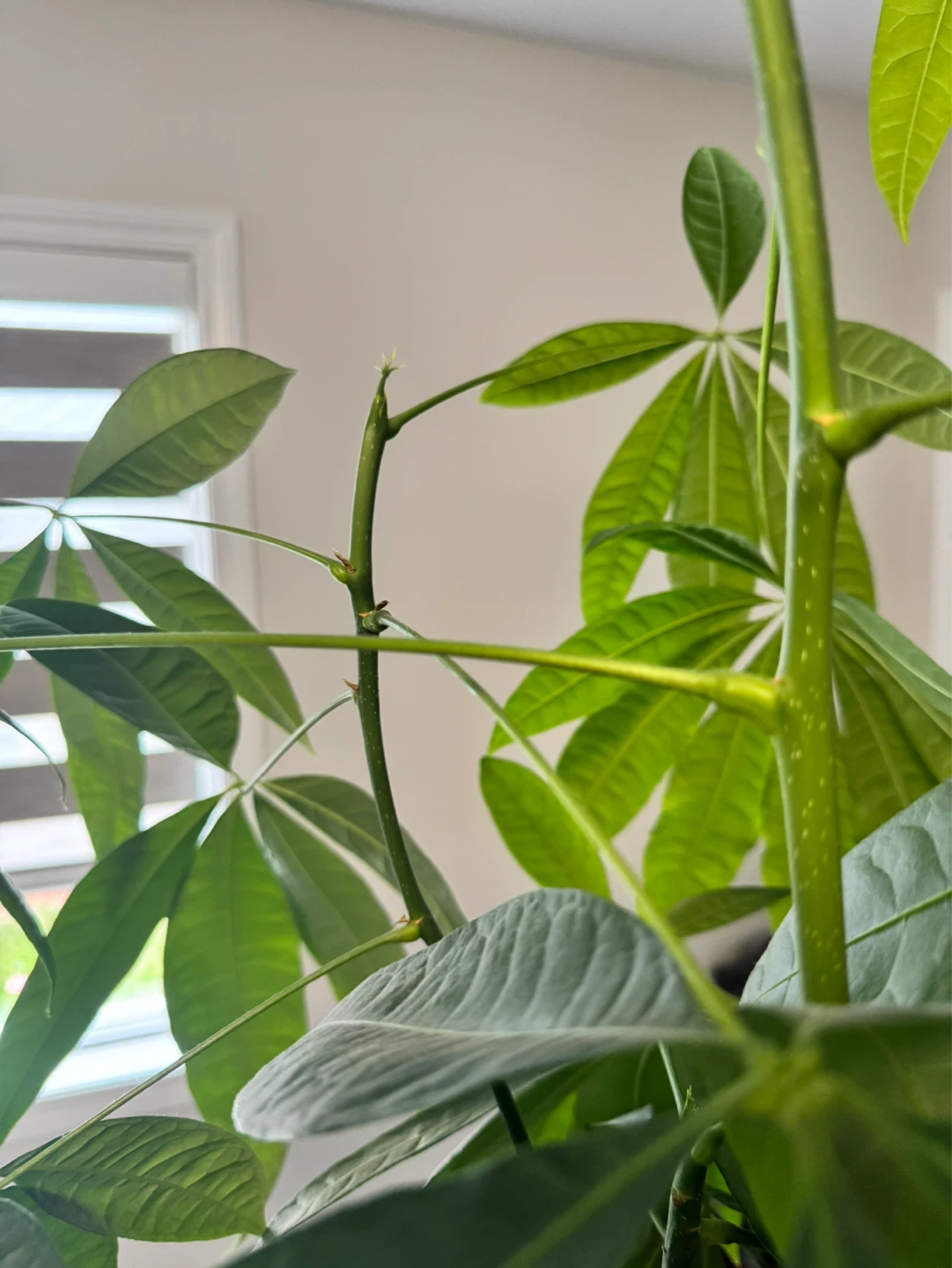 Money Tree Plant - photo 5