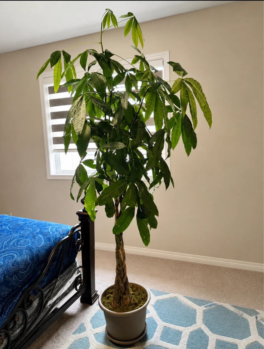 Money Tree Plant
