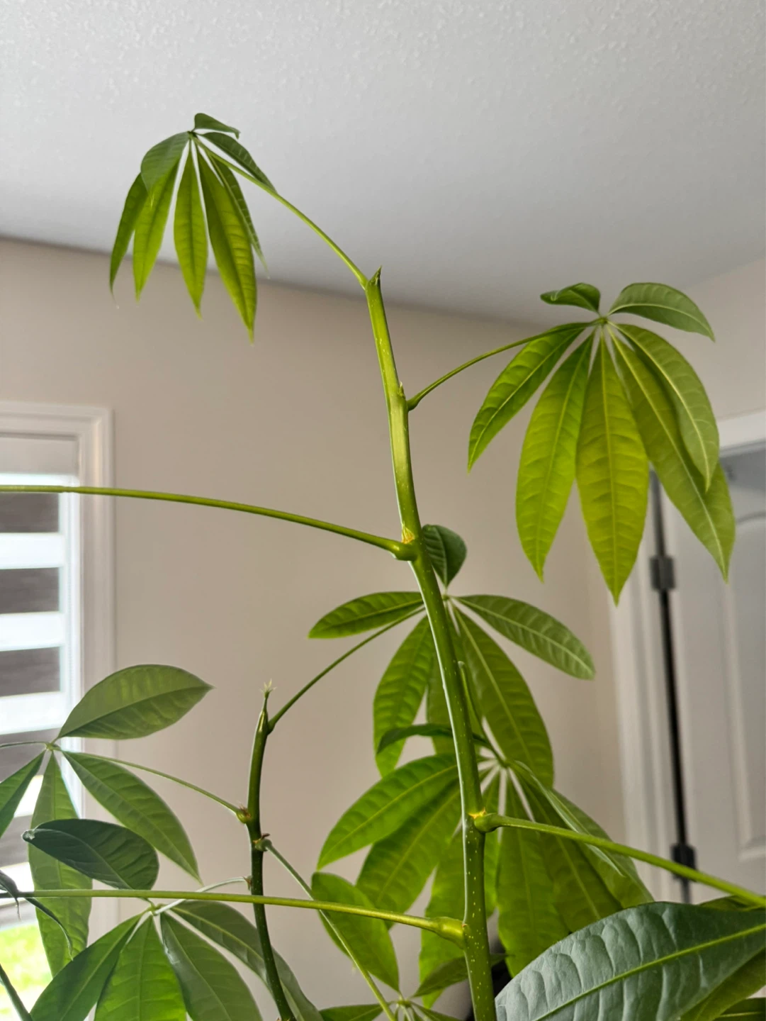 Money Tree Plant - photo 4