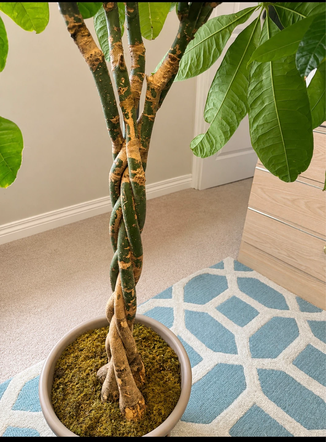 Money Tree Plant - photo 2