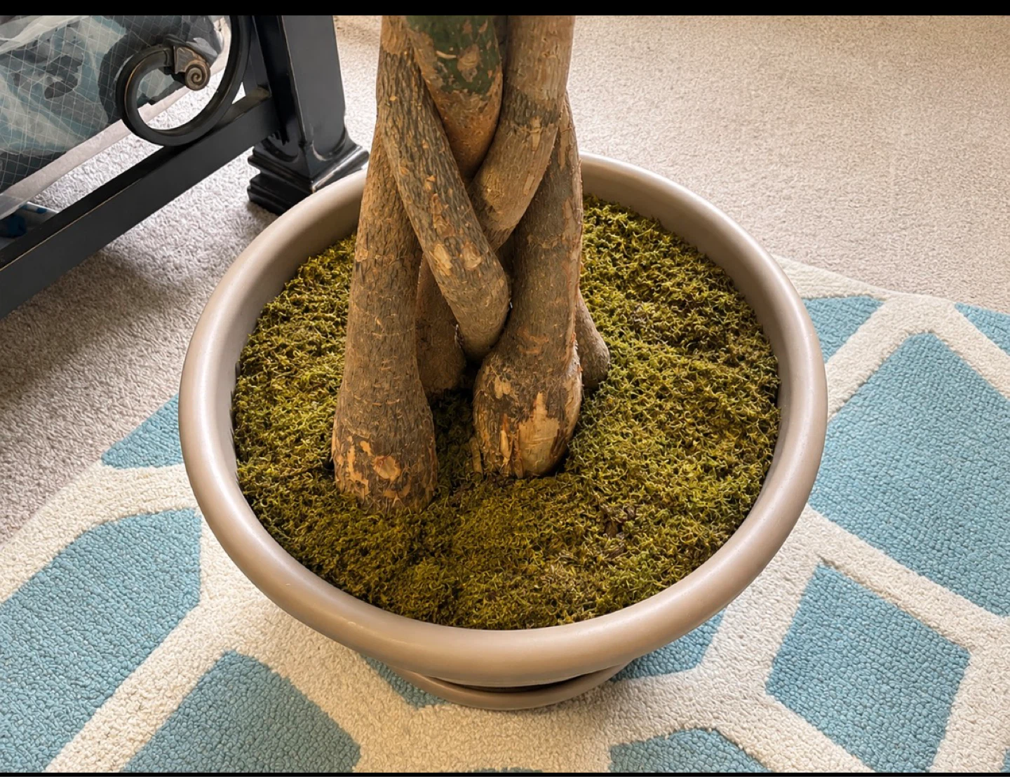 Money Tree Plant - photo 3