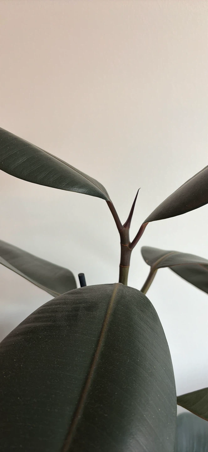 Rubber Plant Ficus Elastica 2.5 feet tall! - photo 3