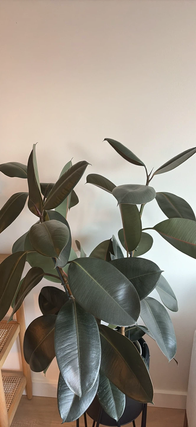 Rubber Plant Ficus Elastica 2.5 feet tall! - photo 2