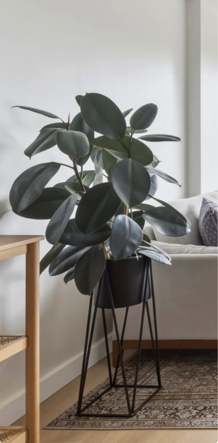 Rubber Plant Ficus Elastica 2.5 feet tall!