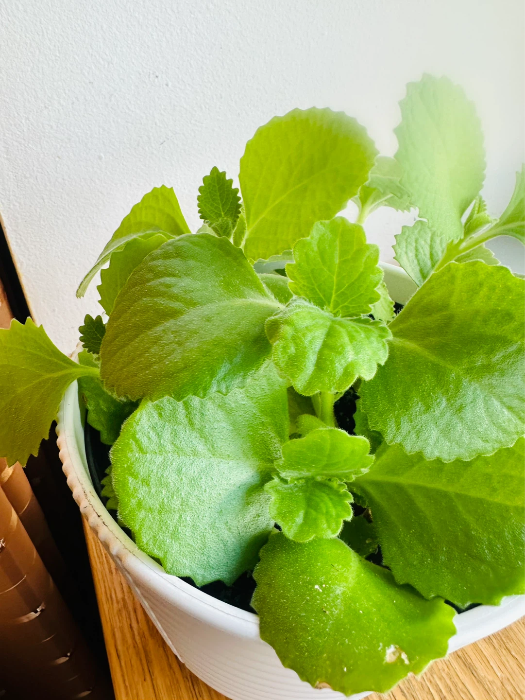 Plectranthus Amboinicus Plant in White Pot - photo 3