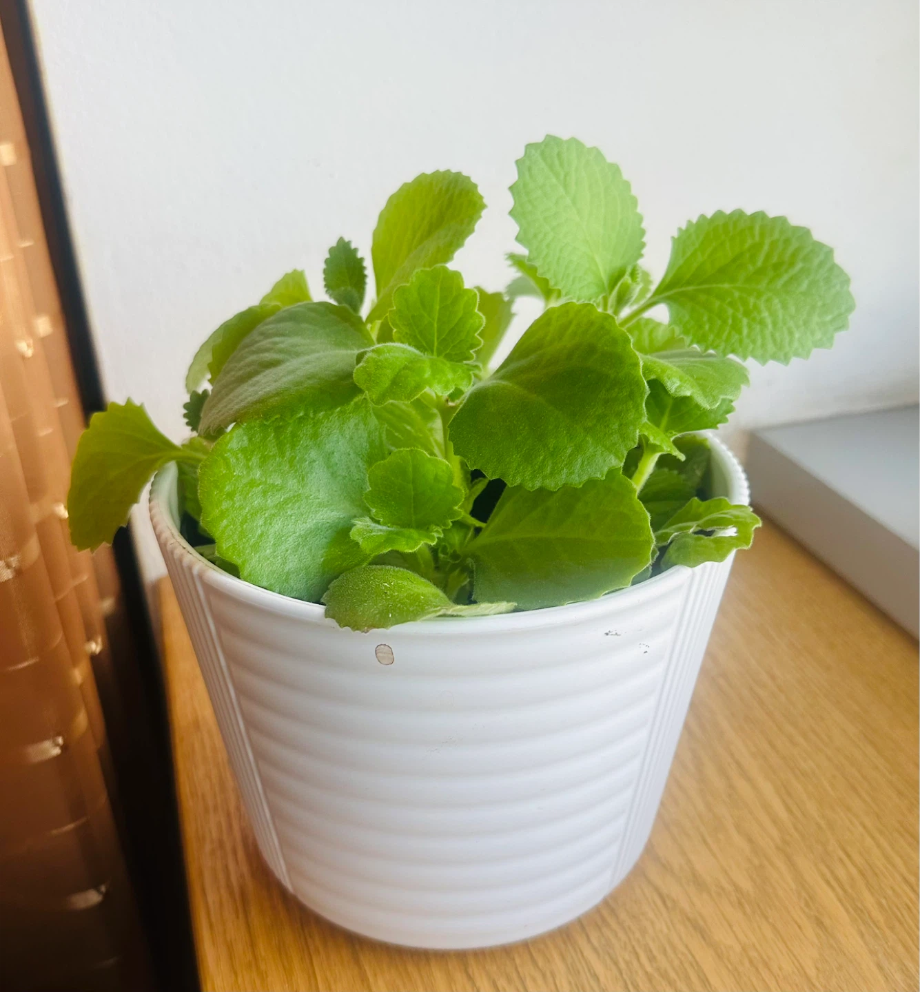 Plectranthus Amboinicus Plant in White Pot