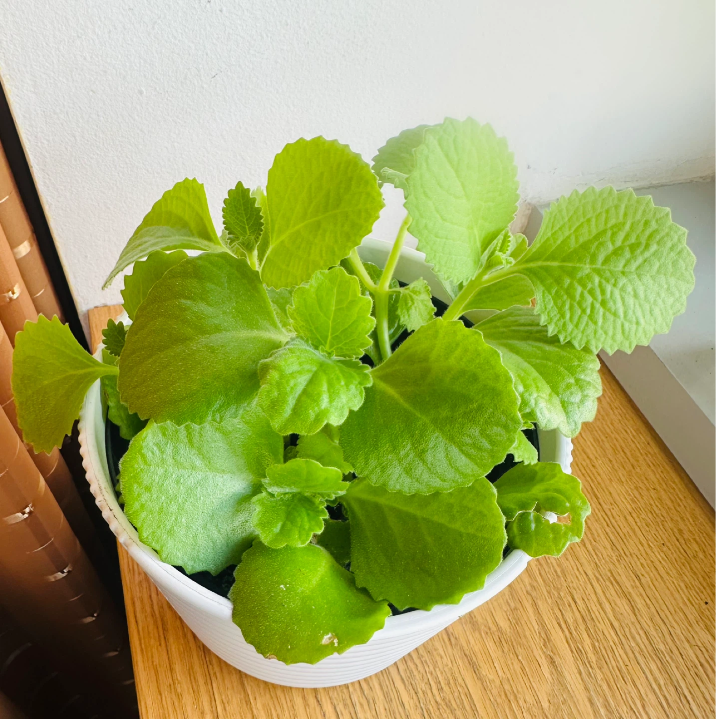 Plectranthus Amboinicus Plant in White Pot - photo 2