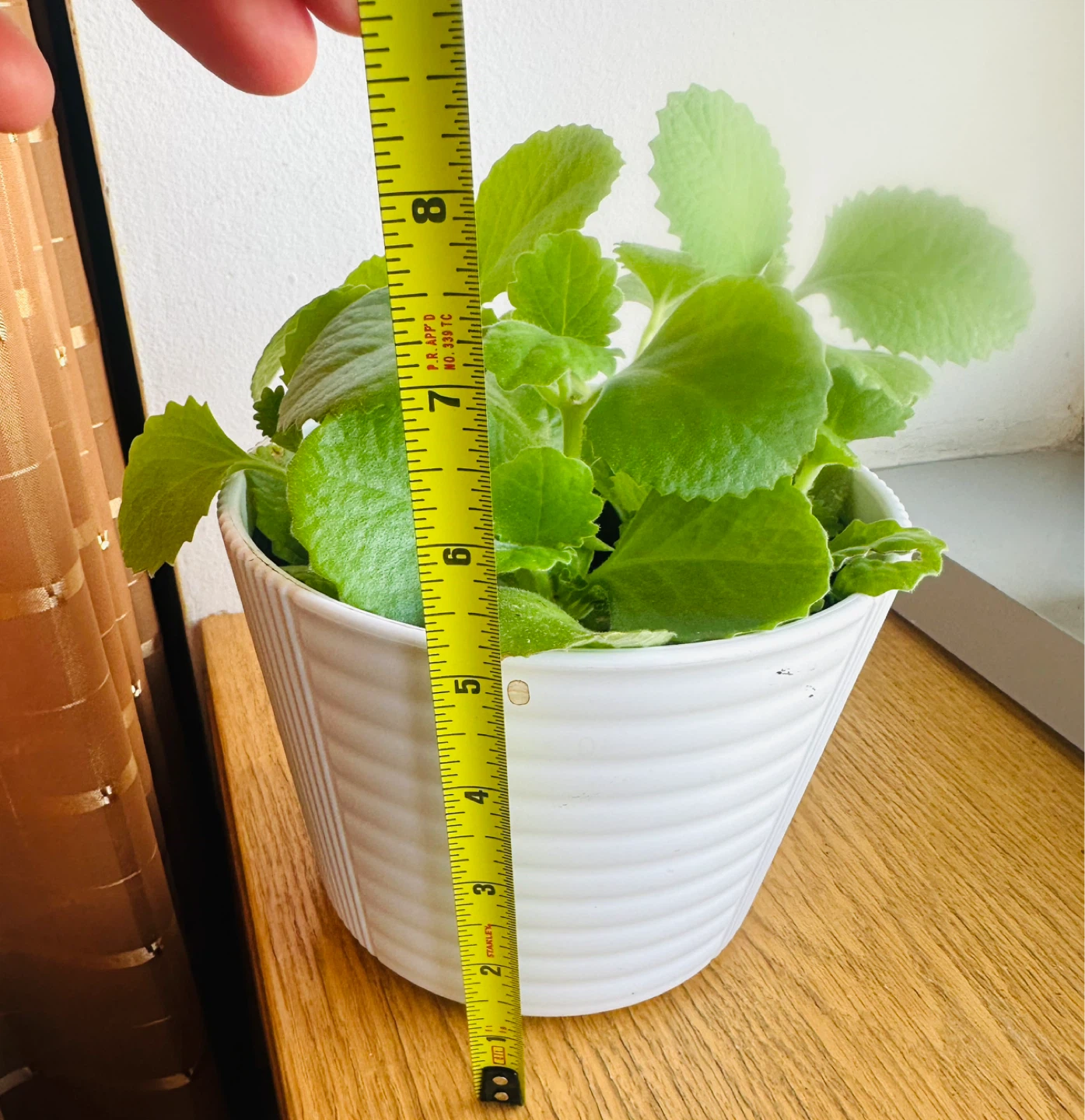 Plectranthus Amboinicus Plant in White Pot - photo 4