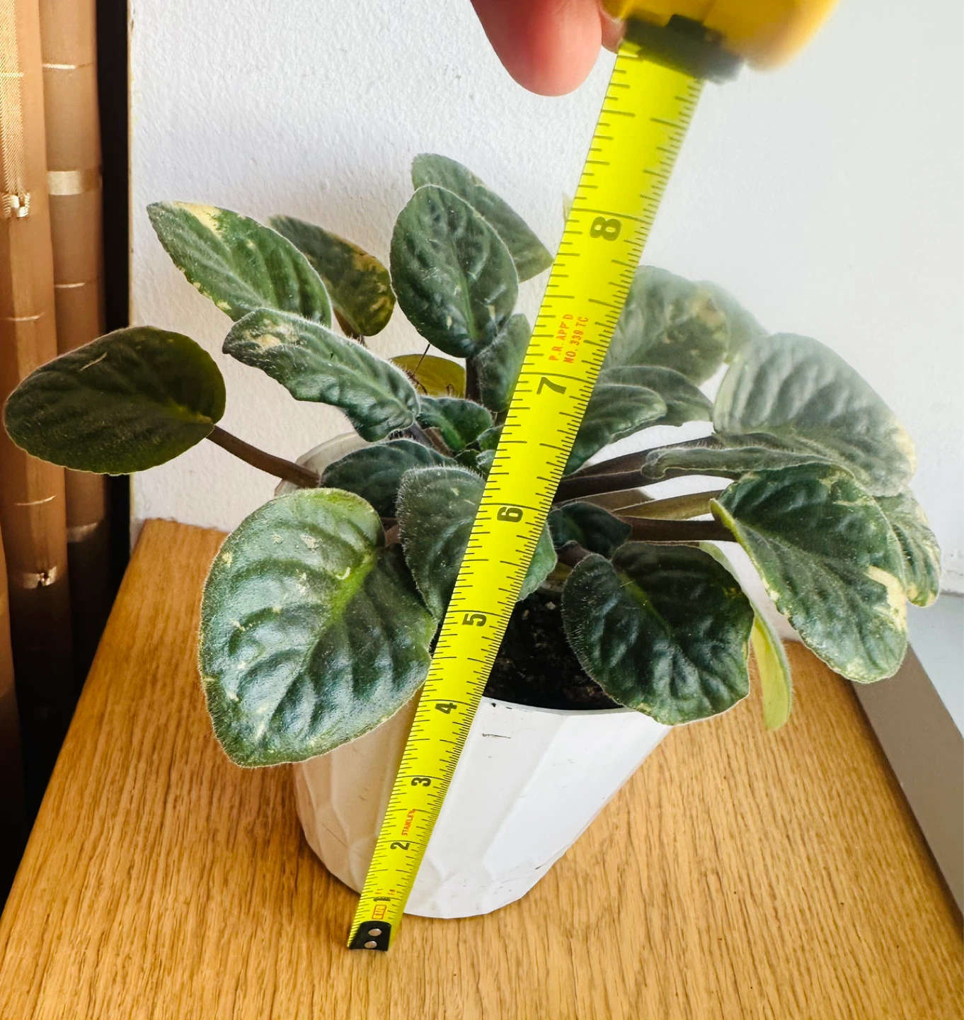 African Violet Plant in White Pot
