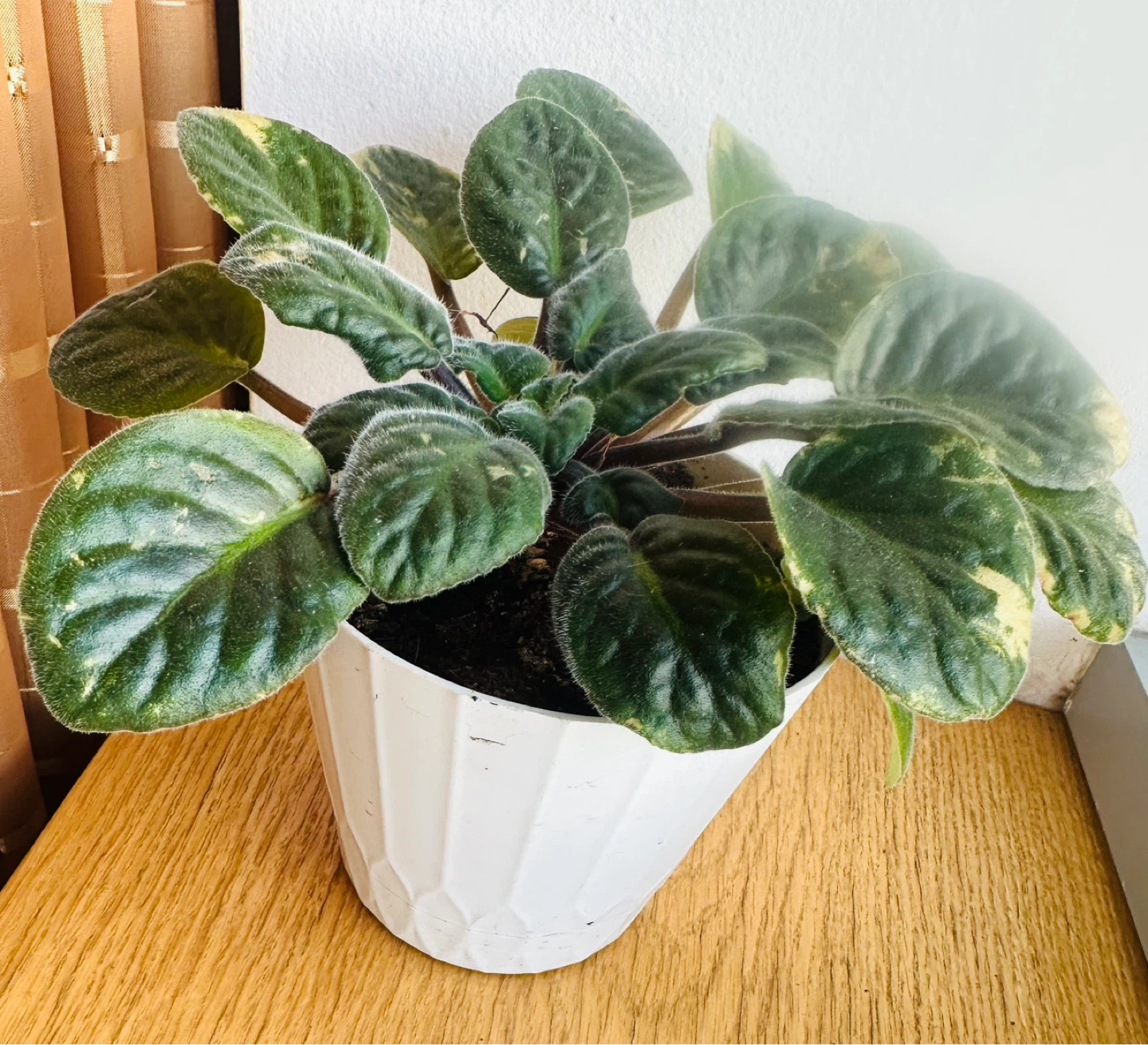 African Violet Plant in White Pot - photo 3