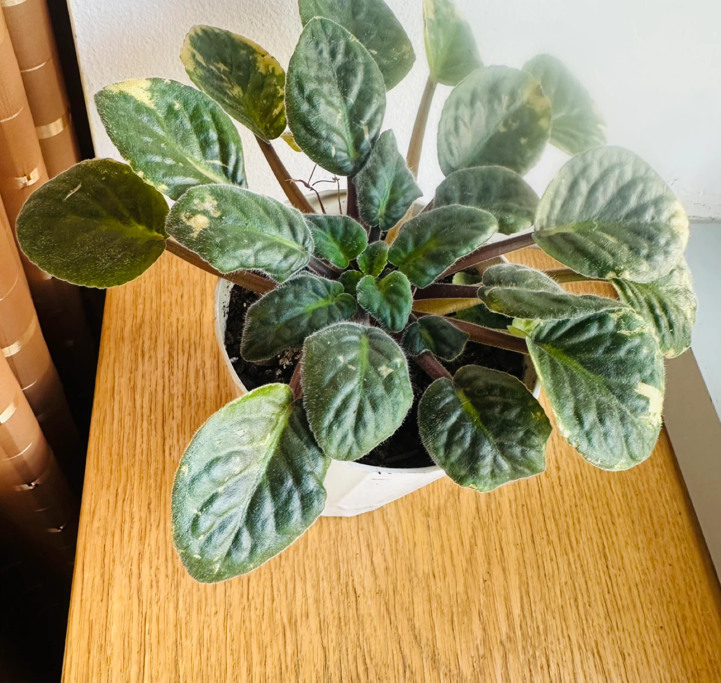 African Violet Plant in White Pot - photo 2