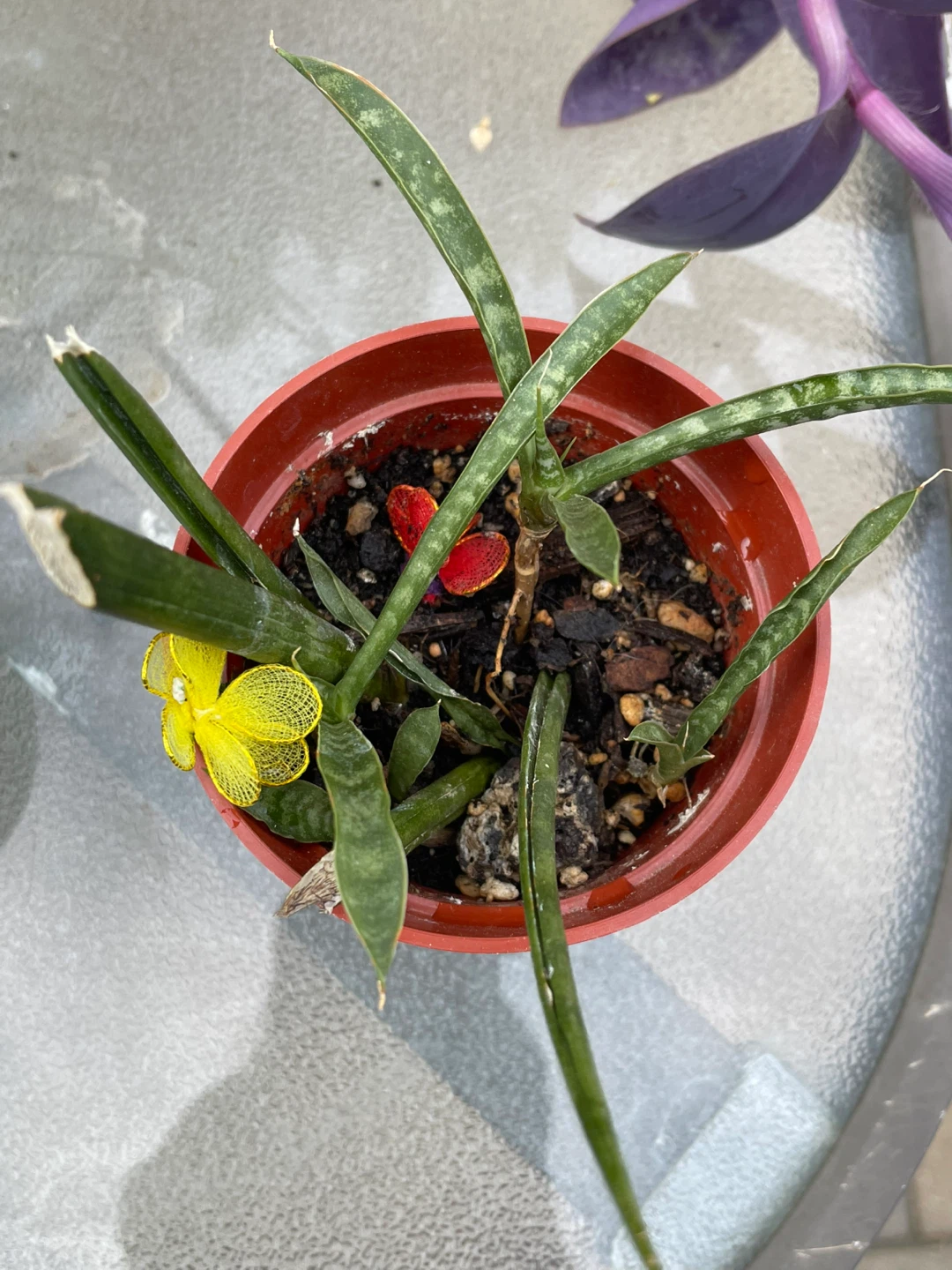 Jade Plant Succulent - photo 3
