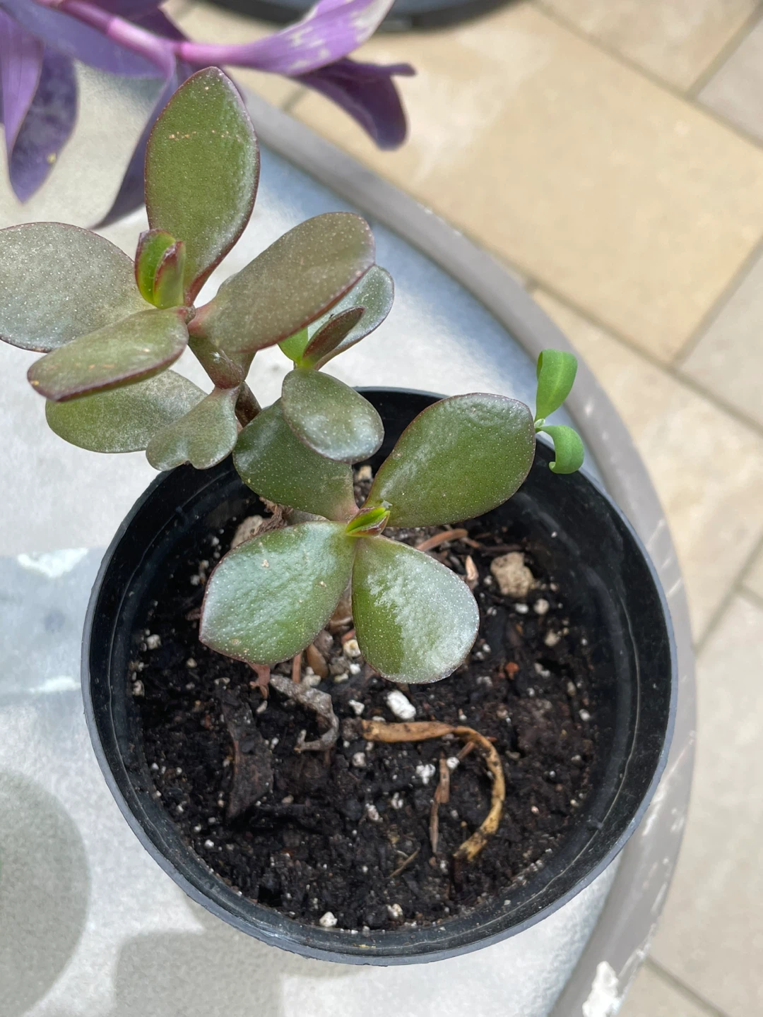Jade Plant Succulent - photo 5