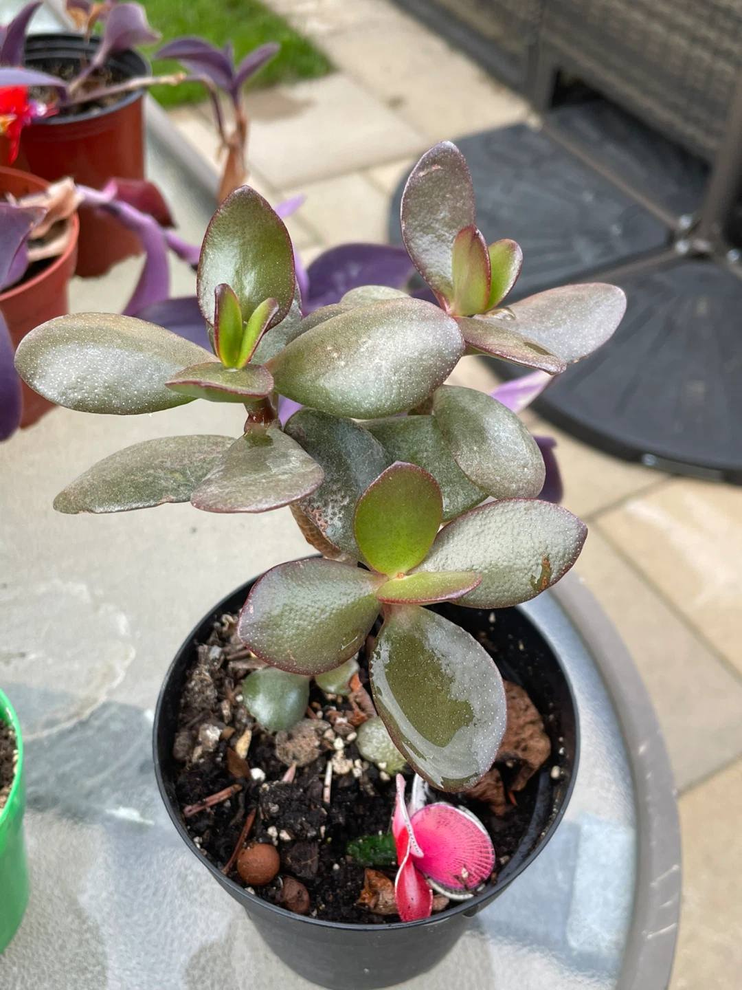 Jade Plant Succulent - photo 4