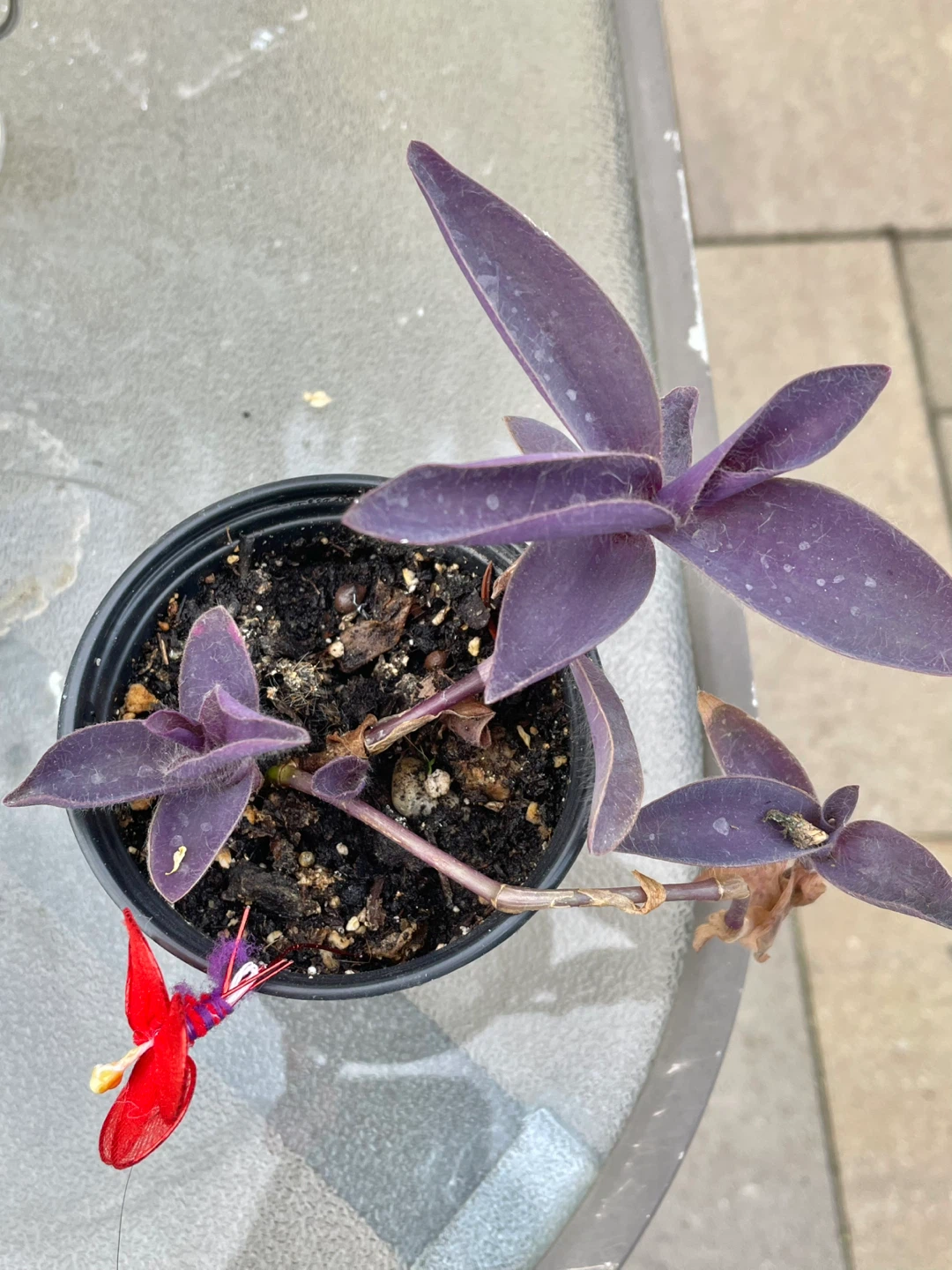 Jade Plant Succulent