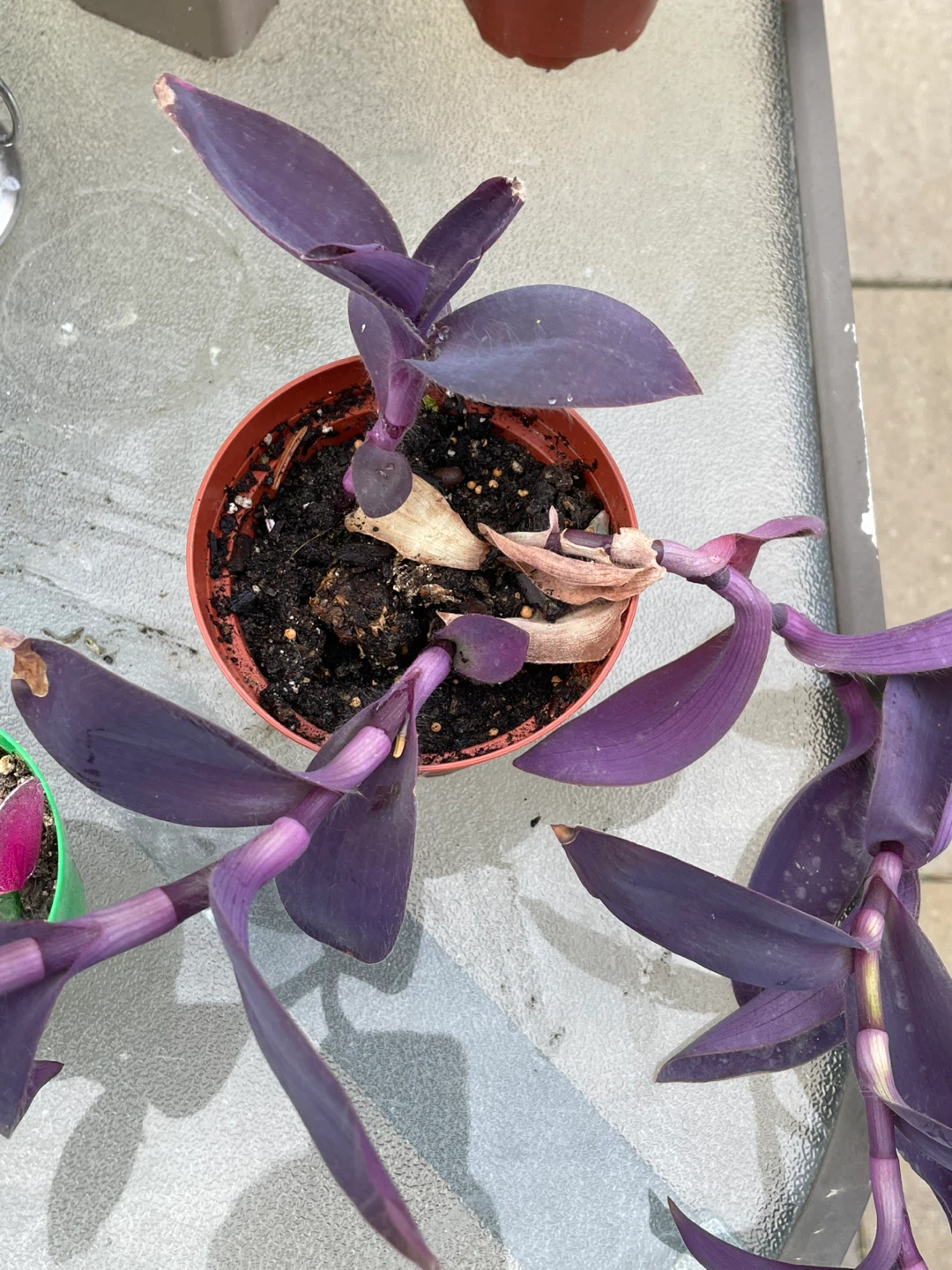 Jade Plant Succulent - photo 2