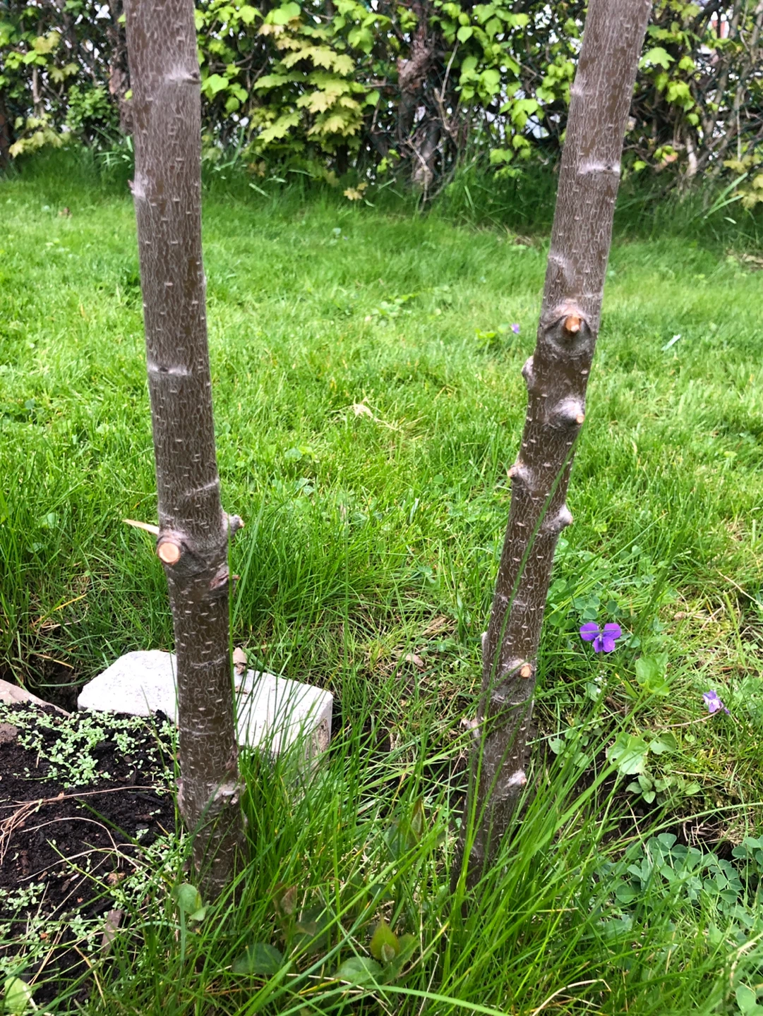 Italian PLUM TREES - photo 3