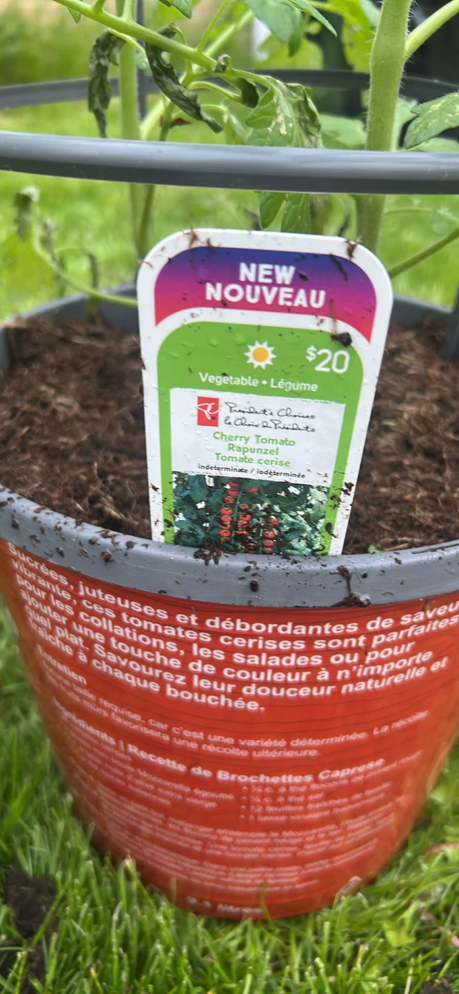 PC Cherry Tomato Plant - photo 2