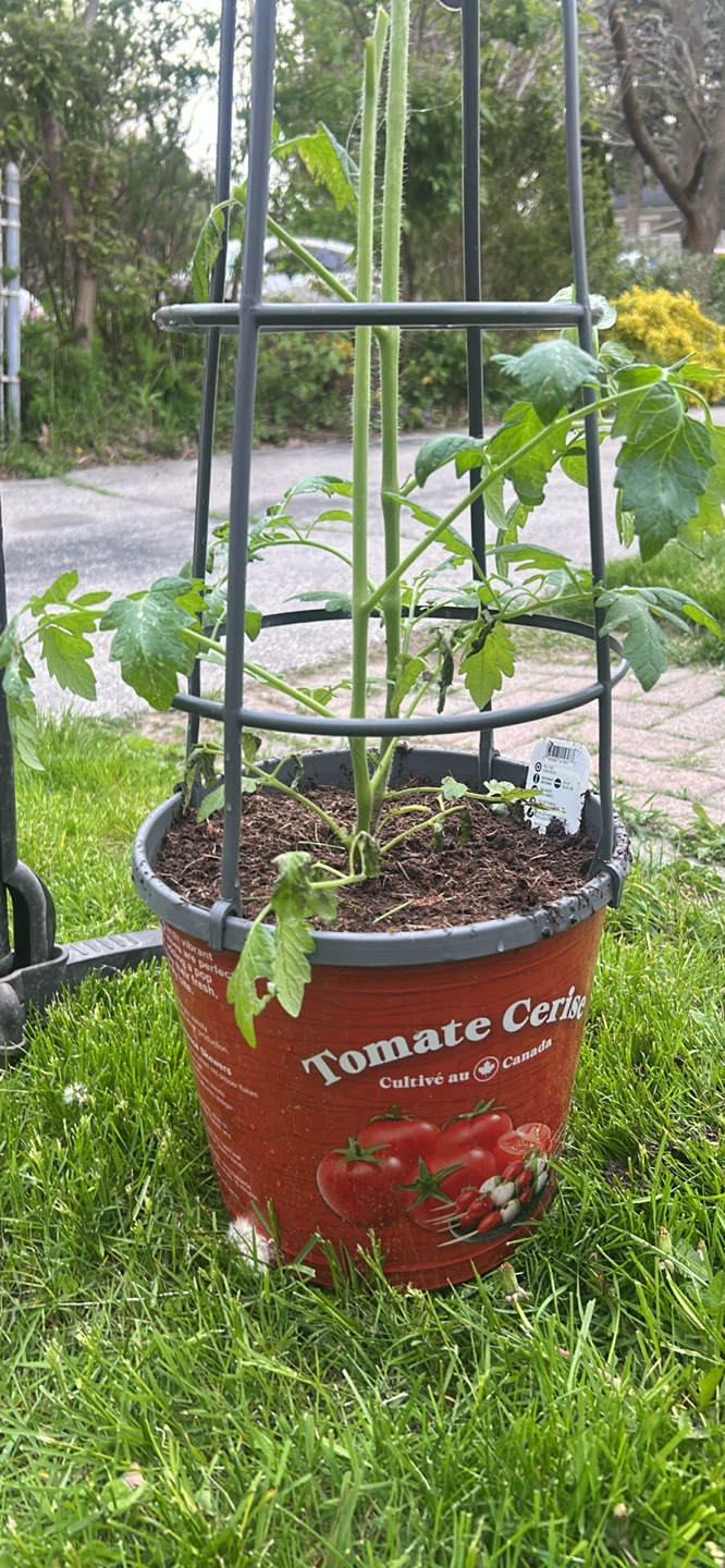 PC Cherry Tomato Plant